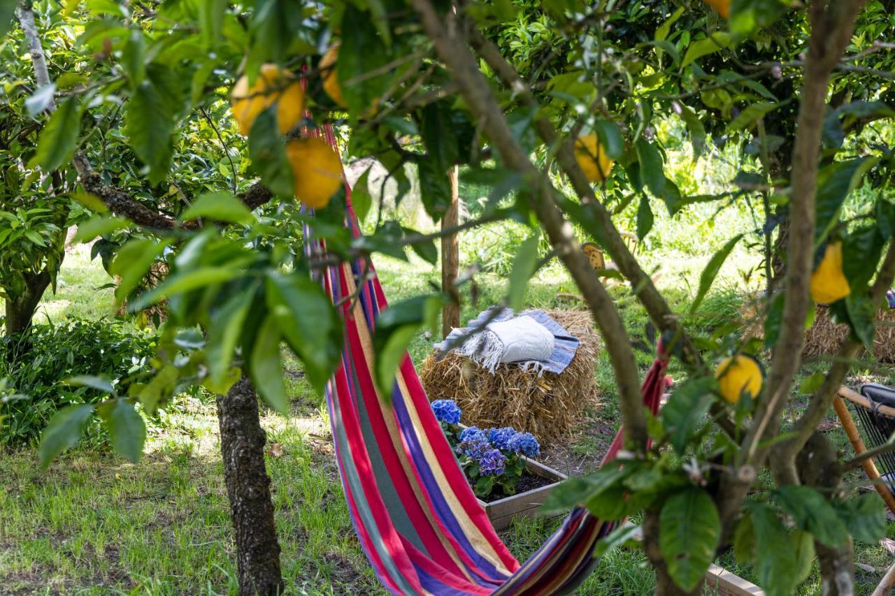 Avo Rosa Guesthouse Sao Joao da Ribeira Экстерьер фото
