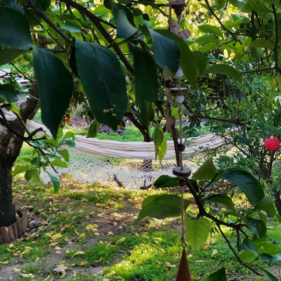 Avo Rosa Guesthouse Sao Joao da Ribeira Экстерьер фото